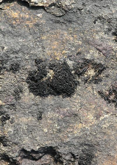 Lichina pygmaea Black Lichen
