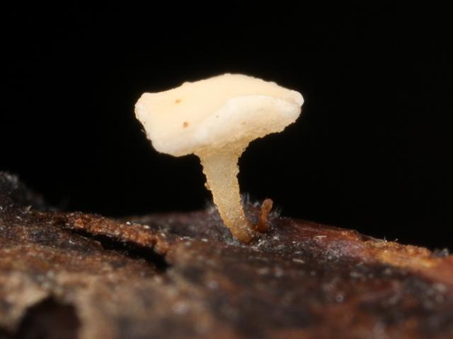 Hymenoscyphus caudatus Inoperculate Discomycete Fungi Ascomycota Images