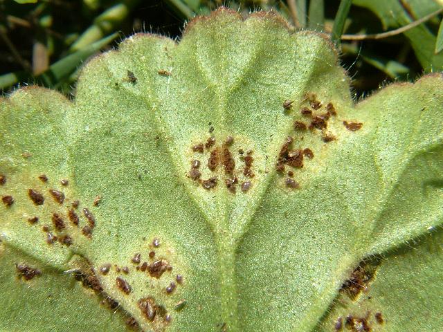 Puccinia pelargonii-zonalis - Pelargonium Rust (Pucciniomycota Images)