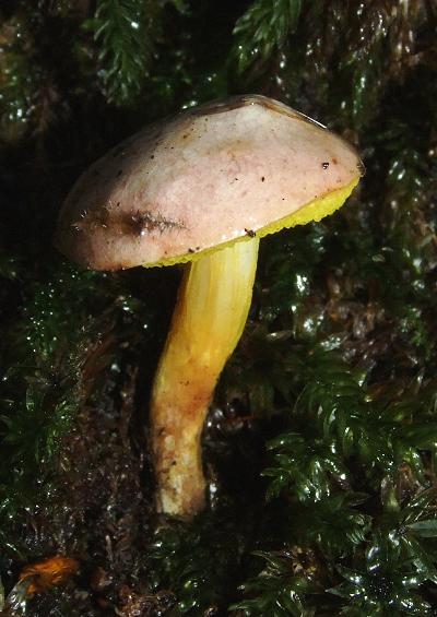 Buns and Bolete Boletales Basidiomycetes Fungi Images UK