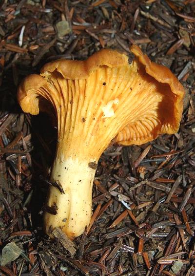 Corals Spindles and Chanterelles Cantharellale Fungi Images UK
