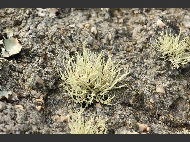 Ramalina subfarinaceae - A Lichen (The Lichen Image Gallery)